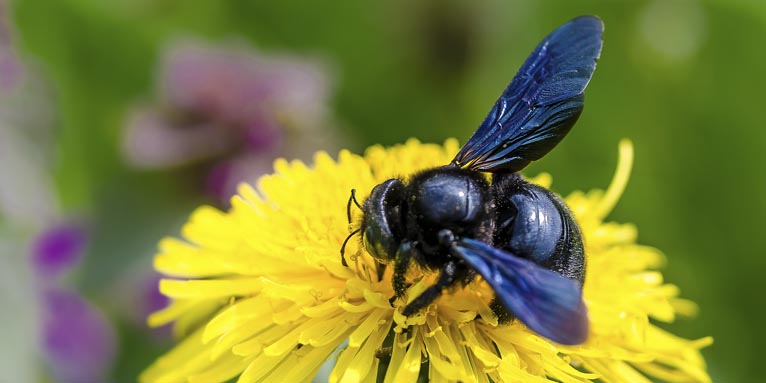 Blauschwarze Holzbiene - Foto: Gerold Vitzthum